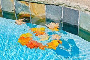 fall-leaves-floating-pool-27689775